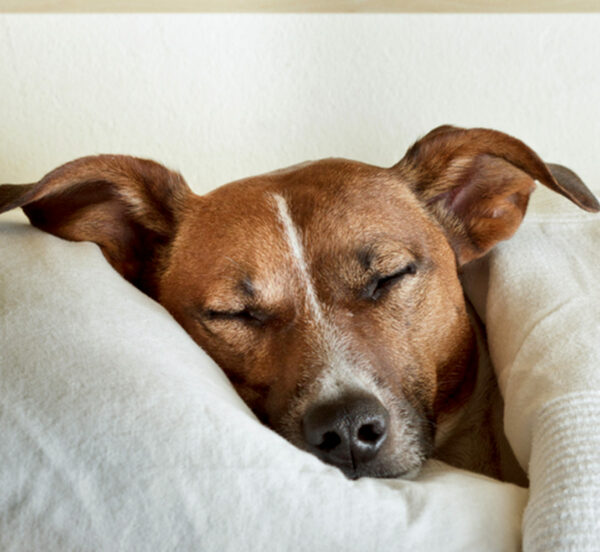 chien sommeil sophrologie stan carrey